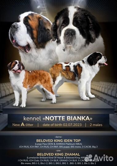 Щенок сенбернара