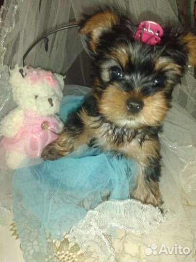 Йорики мальчики