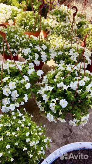 Алиссум Сноу Принцесс и другие Доставка