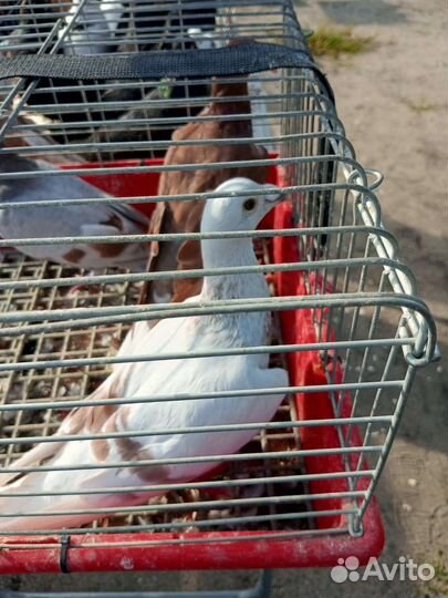 Голубь чех самец