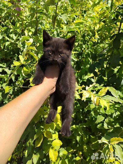 Котята