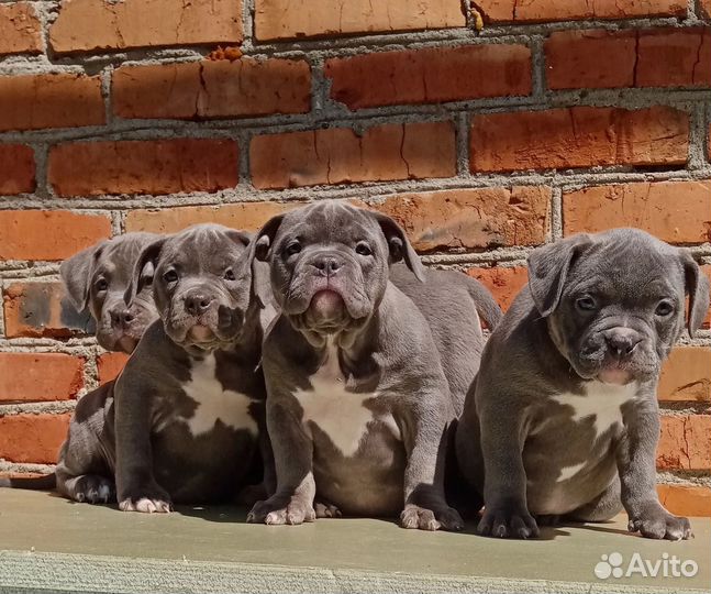 Американский булли