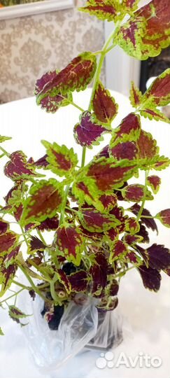 Колеусы сортовые