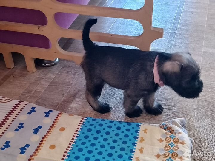 Цвергшнауцер щенки перец с солью