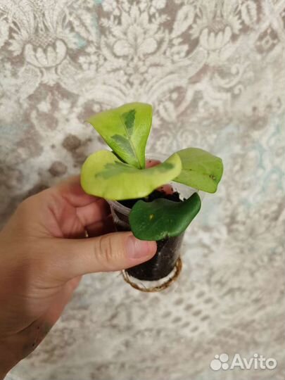 Фикусы редкие, много сортов, сингониумы и филы