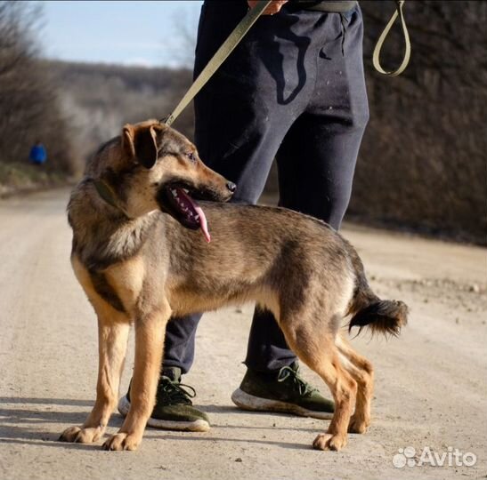 Стелла, 1 год. Стерилизована. Привезём на испыт. с