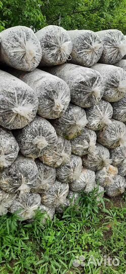 Грибные блоки вешенка