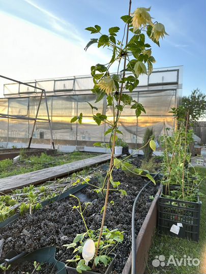 Саженцы клематисов (княжиков)