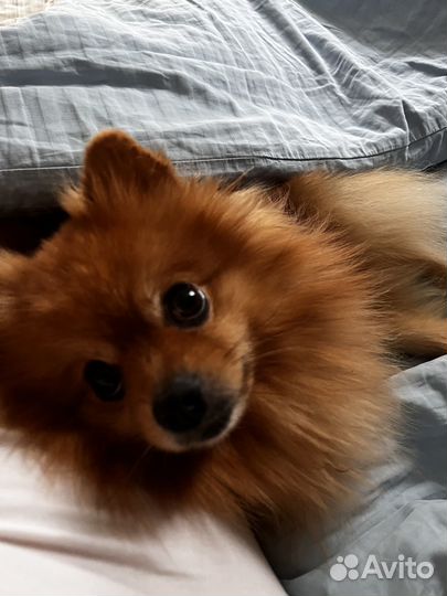 Шпиц для вязки