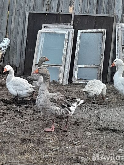 Куры. Гуси