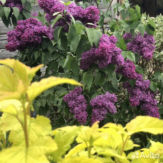 Сирень прим Роуз жёлтая