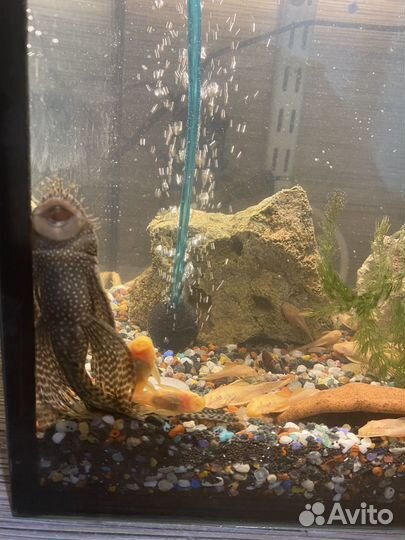 Продам готовый аквариум