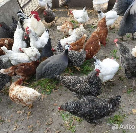 Куры молодки Яичного направления