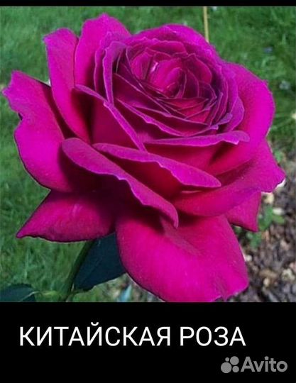 Молодые саженцы роз в ассортименте