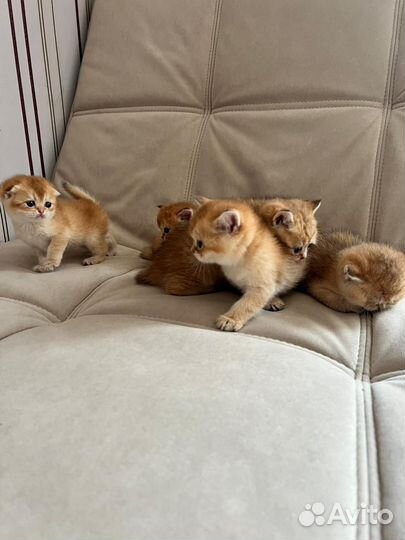 Кошки