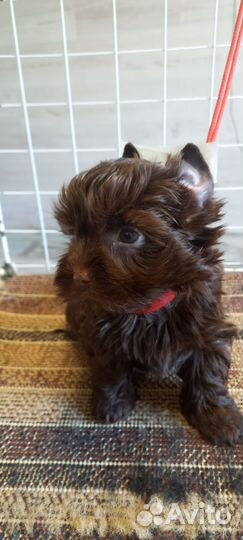 Щенки йорики