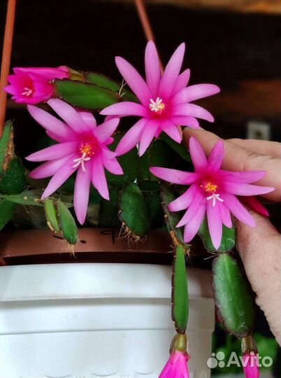 Рипсалидопсис -пасхальник, шлюмбергера -декабрист