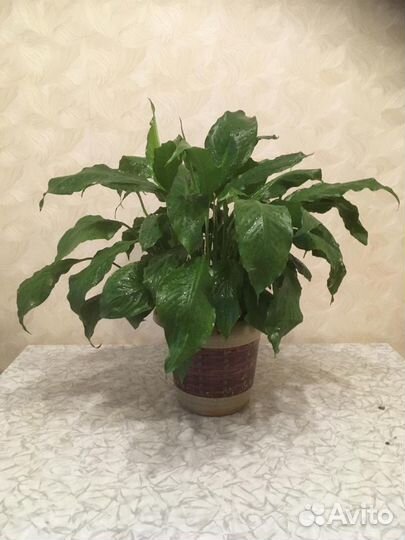 Спатифиллум