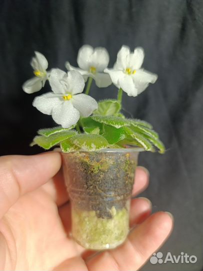 Фиалка мини