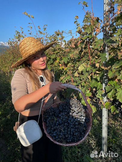 Гастротур Батуми и Шеквитили