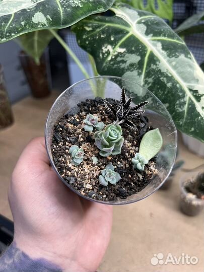 Кактусы и суккуленты