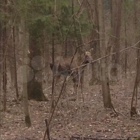 Участок 43 сот. (ИЖС)