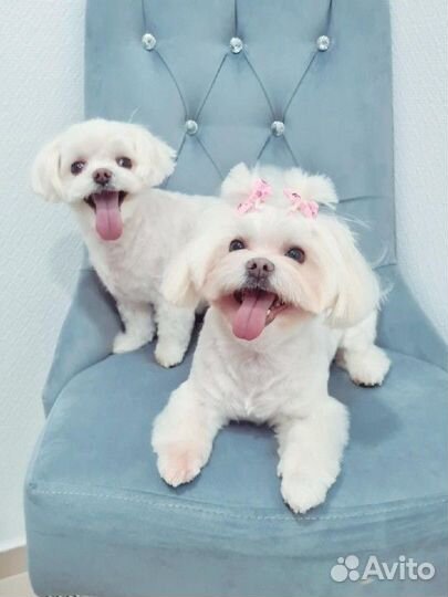 Стрижка собак груминг