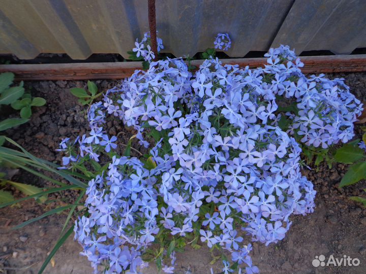 Флоксы шиловид. 2цв.почвопокр.многол.Много цветов