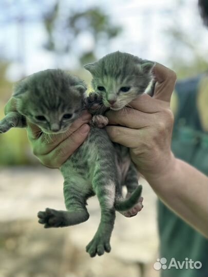 Вислоухие котята