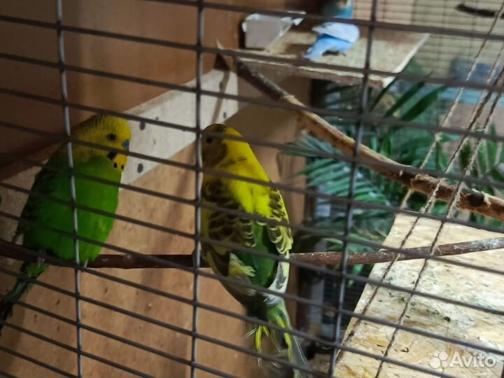 Волнистый попугай