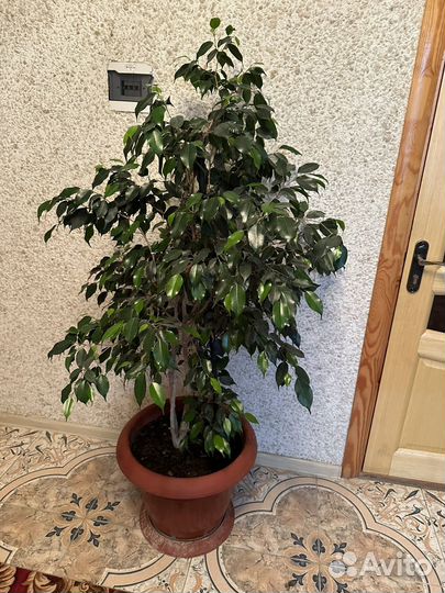 Домашние цветы