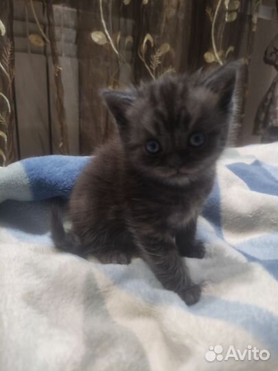 Британский котёнок