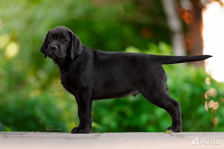 Щенки лабрадора
