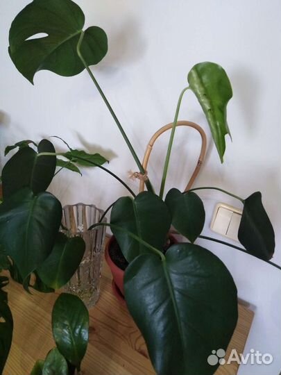 Монстеры разные