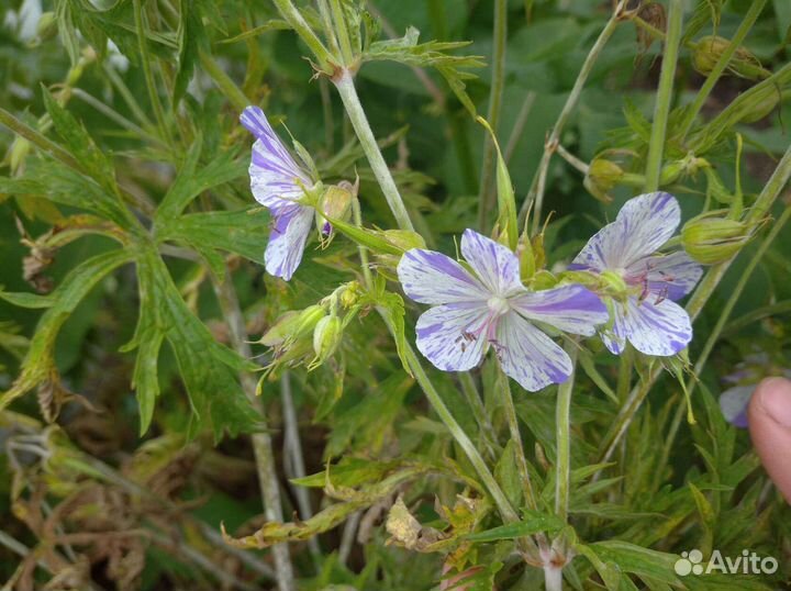 Герань садовая
