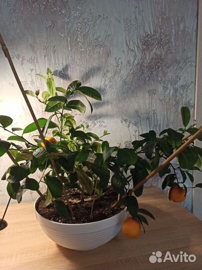 Мандарины (цитрусы) на подоконнике