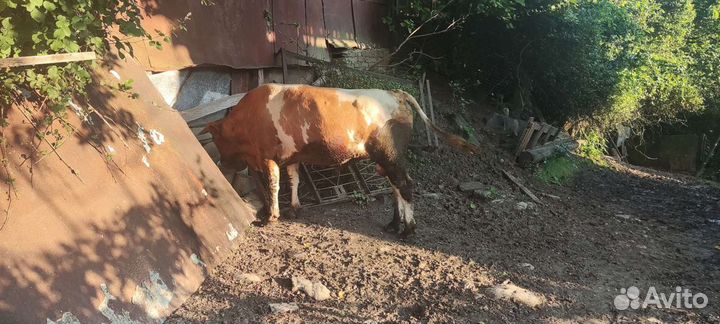 Телята бычки