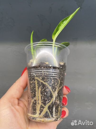 Эпипремнум (сциндапсус) золотистый