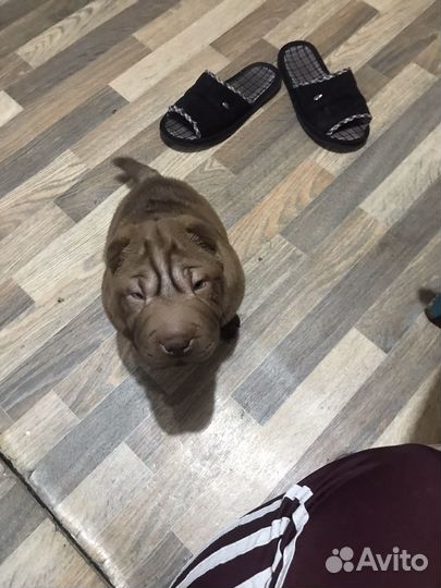 Шарпей щенок