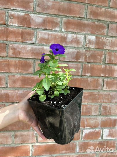 Петуния, томаты, огурцы, перец