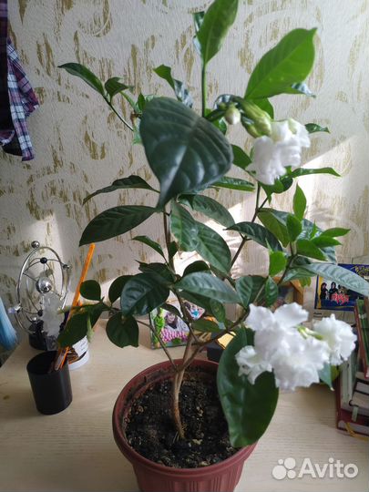 Комнатные растения — цветы