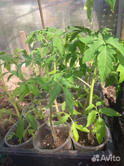 Рассада помидор и перцев Авиастроительный район