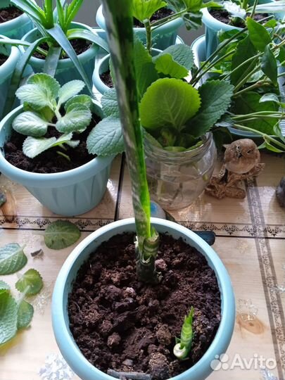 Сансевиерия щучий хвост