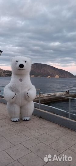 Белый Мишка поздравление ростовой медведь