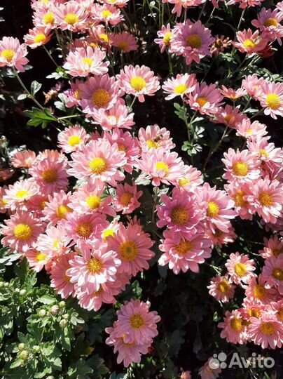 Хризантема