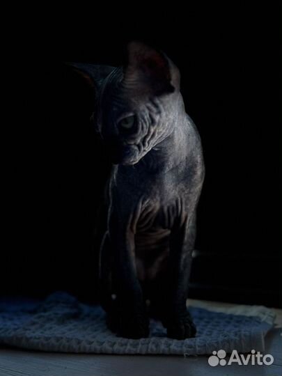 Канадский сфинкс