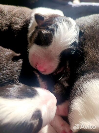 Щенки аусси