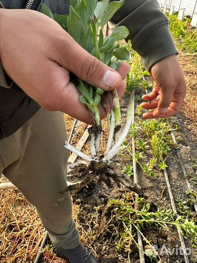 Корни альстромериии