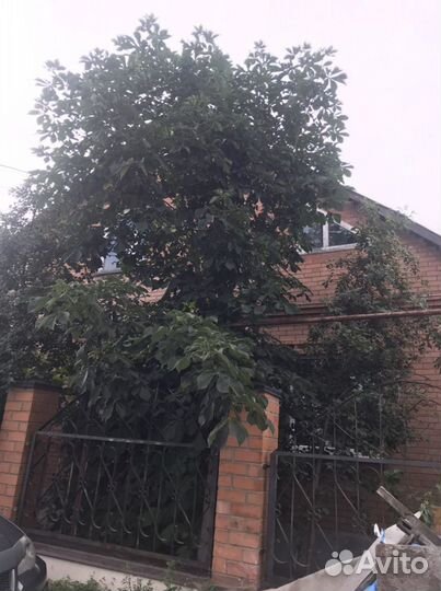 Саженцы конского каштана