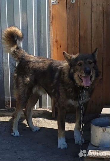 Крупный ласковый